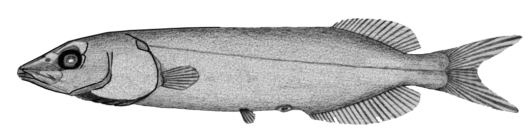 Conocara murrayi_01.jpg